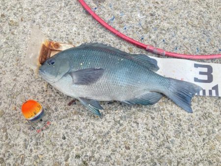 良型グレ入れ食い！