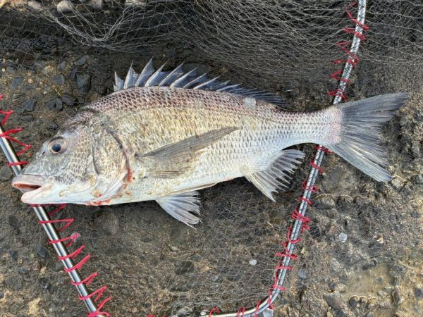 イチノ兄弟、釣果！