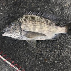 イチノ兄弟、釣果！