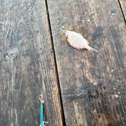 筏ショアジギング&エギング