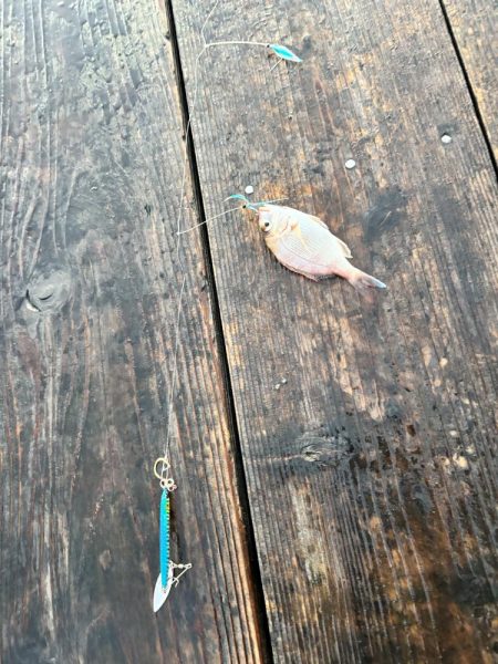 筏ショアジギング&エギング