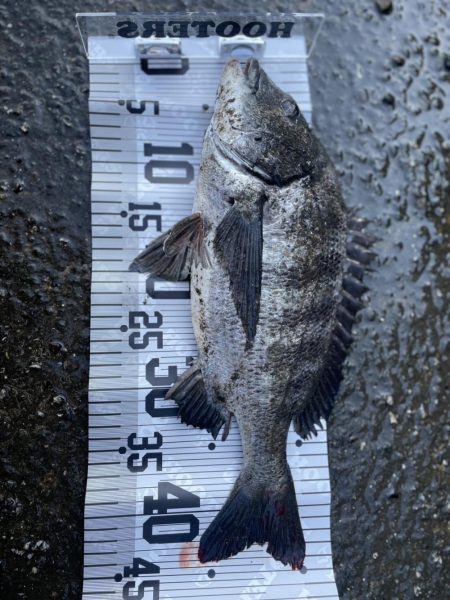 イチノ兄弟、釣果！