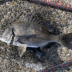 イチノ兄弟、釣果！