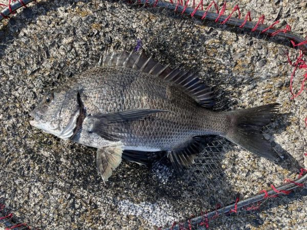 イチノ兄弟、釣果！