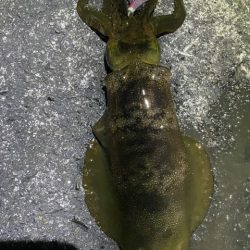 2025 佐渡ヶ島エギング Vol.44【11月2日】