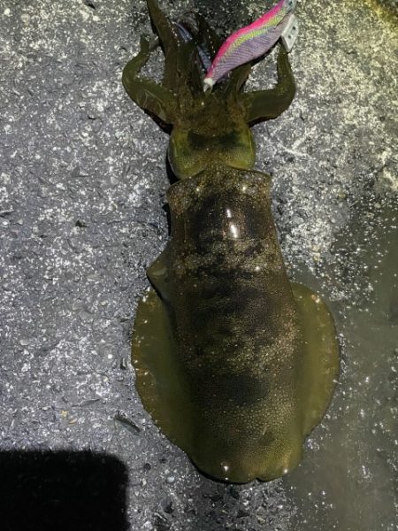 2025 佐渡ヶ島エギング Vol.44【11月2日】