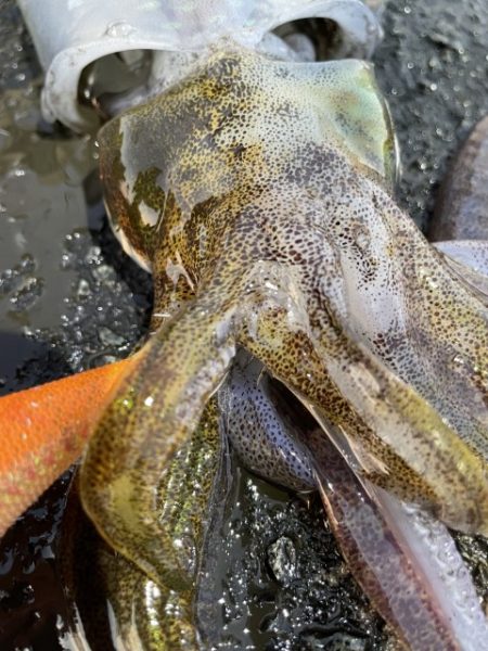 2025 佐渡ヶ島エギング Vol.45【11月4日】