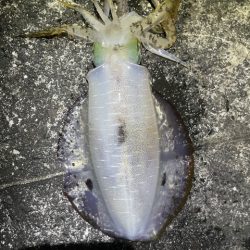 2025 佐渡ヶ島エギング Vol.46【11月5日】