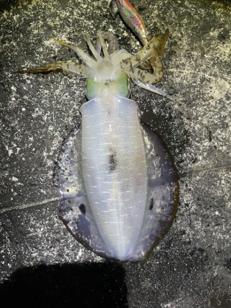 2025 佐渡ヶ島エギング Vol.46【11月5日】