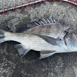 イチノ兄弟、釣果！