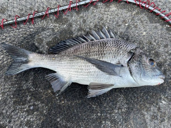 イチノ兄弟、釣果！