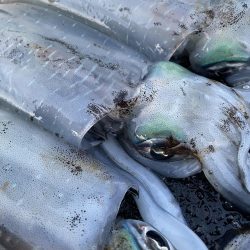 2025 佐渡ヶ島エギング Vol.48【11月7日】