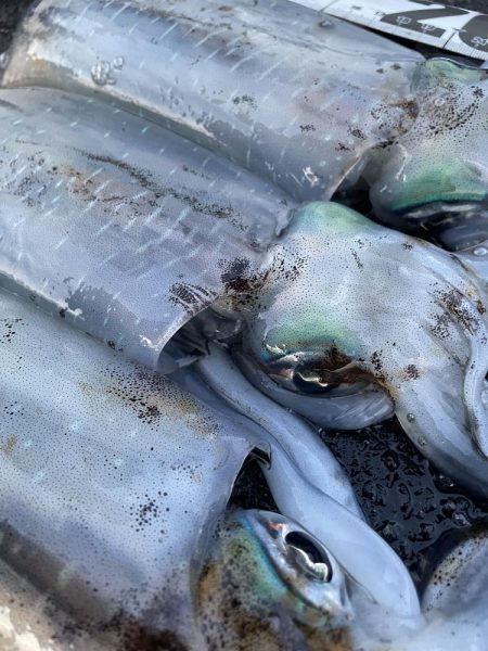 2025 佐渡ヶ島エギング Vol.48【11月7日】