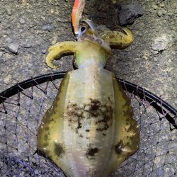 2025 佐渡ヶ島エギング Vol.49【11月8日】