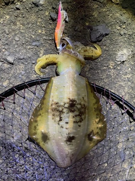 2025 佐渡ヶ島エギング Vol.49【…