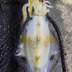 2025 佐渡ヶ島エギング Vol.50【11月9日】