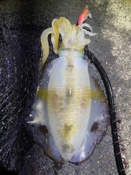 2025 佐渡ヶ島エギング Vol.50【11月9日】