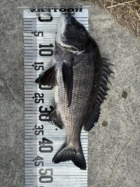 イチノ兄弟、釣果!