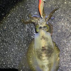 2025 佐渡ヶ島エギング Vol.51【11月11日】