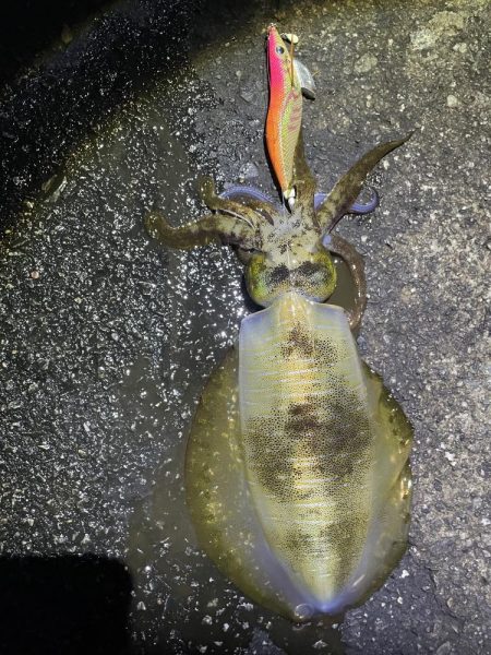 2025 佐渡ヶ島エギング Vol.51【11月11日】