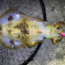 2025 佐渡ヶ島エギング Vol.53【11月13日】