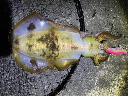 2025 佐渡ヶ島エギング Vol.53【11月13日】