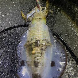 2025 佐渡ヶ島エギング Vol.54【11月15日】