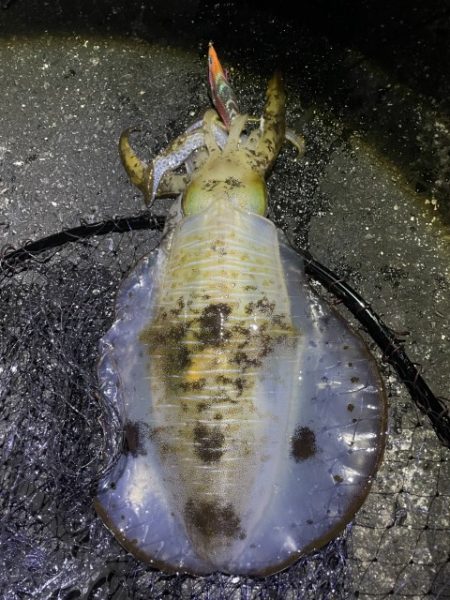 2025 佐渡ヶ島エギング Vol.54【11月15日】