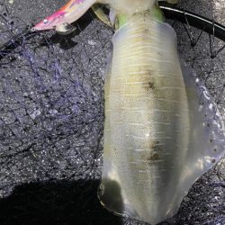 2025 佐渡ヶ島エギング Vol.55【11月16日】