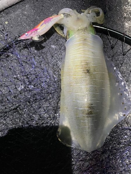 2025 佐渡ヶ島エギング Vol.55【11月16日】