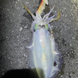 2025 佐渡ヶ島エギング Vol.56【11月17日】