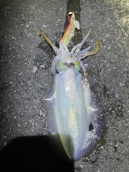 2025 佐渡ヶ島エギング Vol.56【11月17日】