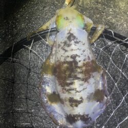 2025 佐渡ヶ島エギング Vol.58【11月22日】