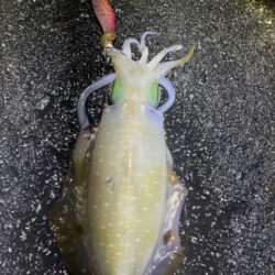 2025 佐渡ヶ島エギング Vol.59【11月24日】