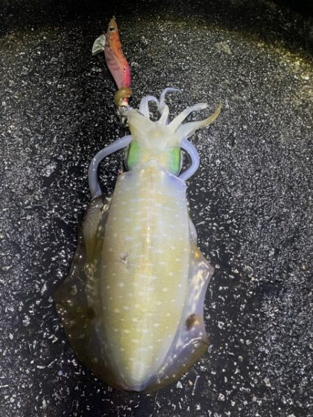 2025 佐渡ヶ島エギング Vol.59【11月24日】