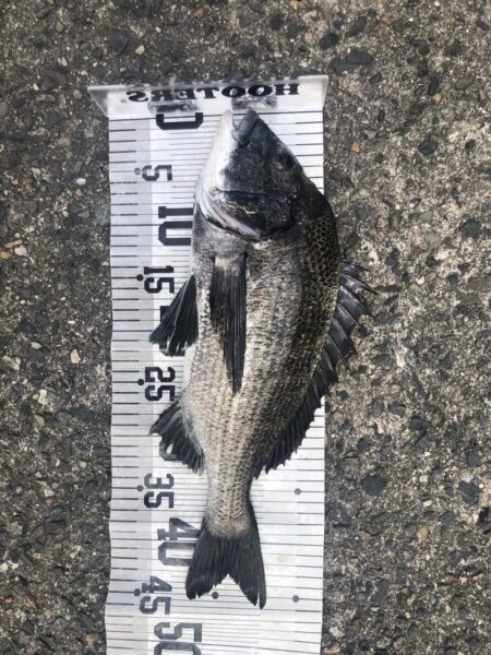 イチノ兄弟、釣果！