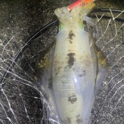 2025 佐渡ヶ島エギング Vol.60【11月28日】