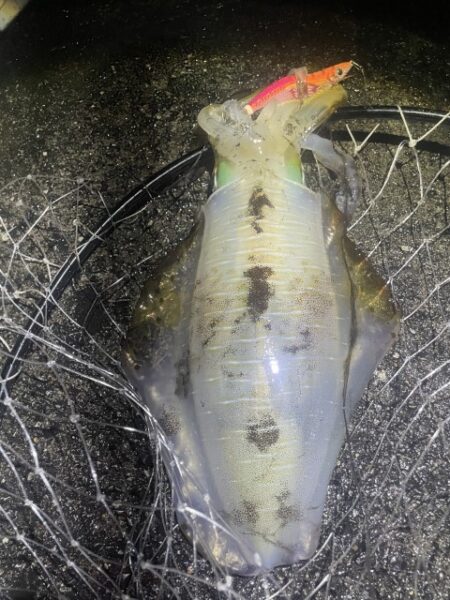 2025 佐渡ヶ島エギング Vol.60【11月28日】