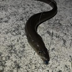 岸タチウオそろそろ終盤?