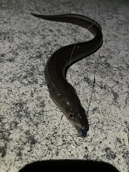 岸タチウオそろそろ終盤?