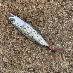 サゴシとセイゴ