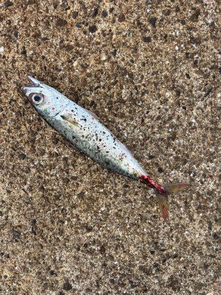 サゴシとセイゴ