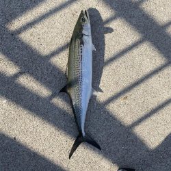 エギングとショアジキ