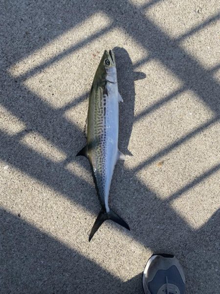 エギングとショアジキ