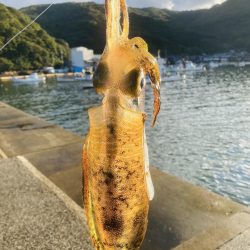 今日はイカの日