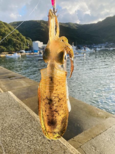 今日はイカの日