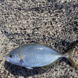 青イソメだけで!