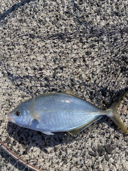 青イソメだけで!