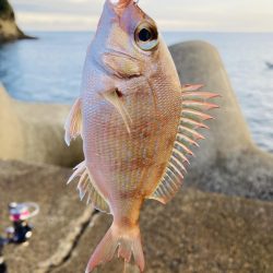 祝アオリイカ自己記録