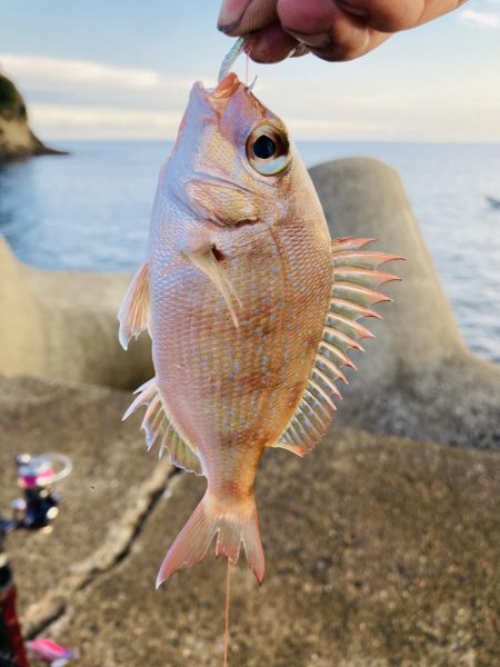 祝アオリイカ自己記録